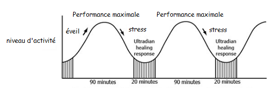 rythmes-ultradians.png